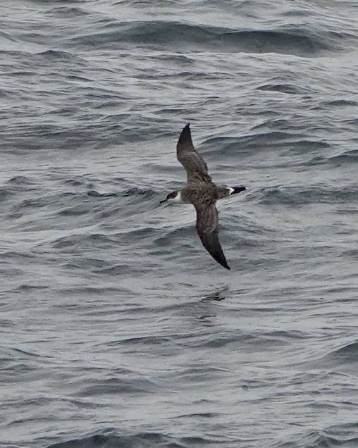 great shearwater